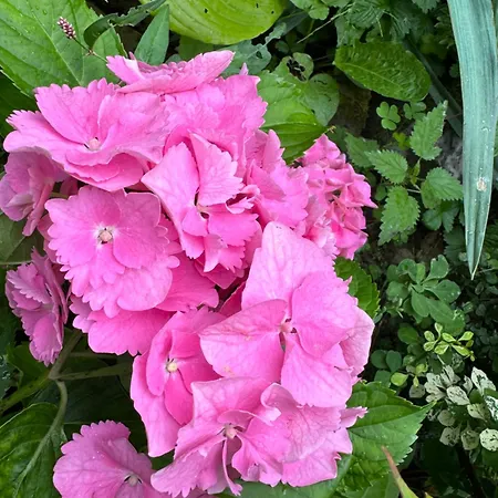 Hotel Perlyna Krasiyi Vyshka